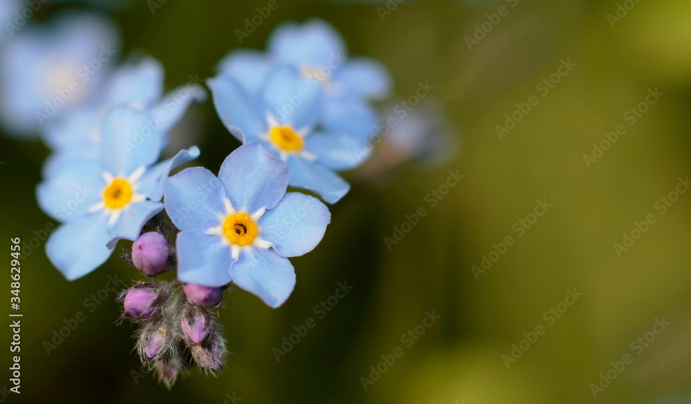 blue flowers of forgrt-me-not, shallow depth of field blue flowers of forgrt-me-not, shallow depth of field