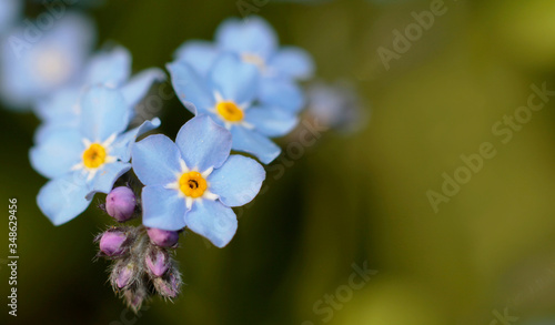 blue flowers of forgrt-me-not, shallow depth of field