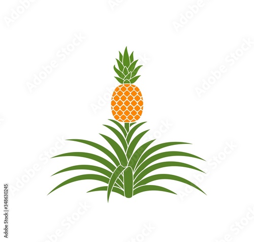 Pineapple Plant. Isolated pineapple on white background