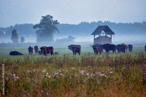 Herd of wild wisent grazing in the meadow in the reserve of the Belovezhskaya Pushcha photo