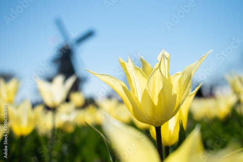 yellow tulip by windmill