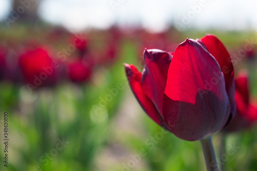 red tulips in a field