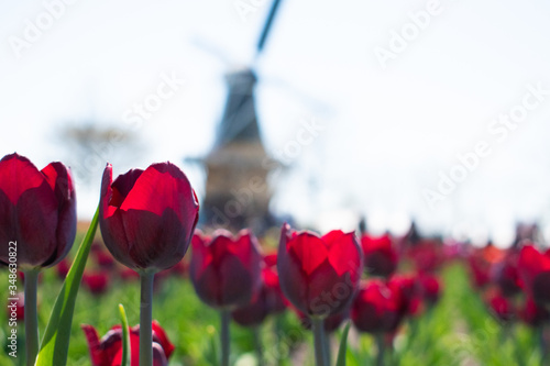 tulips in a field by a windmill