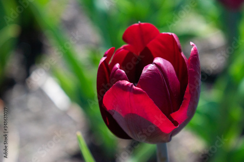 red tulip close up