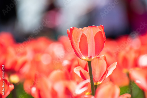 peach tulips in a field