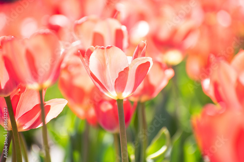 peach tulips in a field