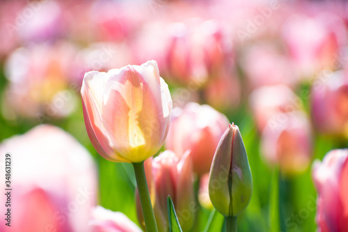 pink tulips in a field