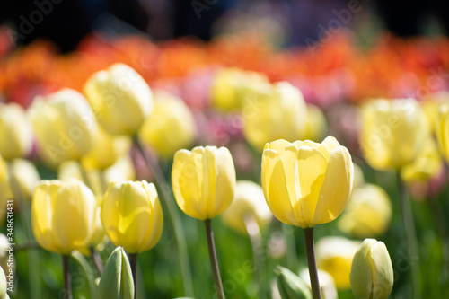 tulips in a field