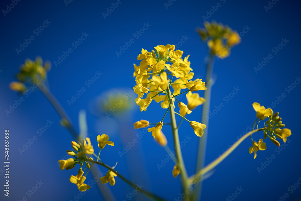 Żółty kwiat rzepaku na tle błękitnego, bezchmurnego nieba - obrazy, fototapety, plakaty 