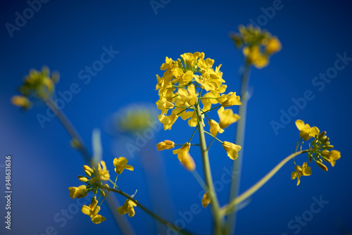 Żółty kwiat rzepaku na tle błękitnego, bezchmurnego nieba