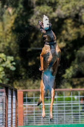 Belgian Malinois dog catching a toy in the air