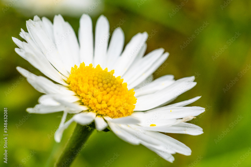 macro on green background of Leucanthemum vulgare, commonly known as ox-eye daisy, field daisy, dog daisy
