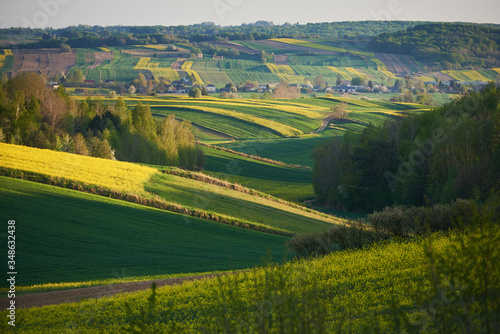Wiejski krajobraz z polami zbóż i rzepaku 