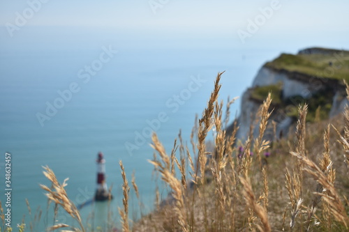 grass on the seaside