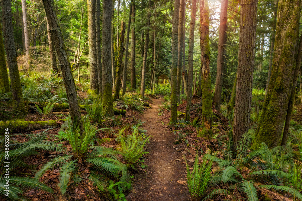 Pacific Northwest Forest Trail. The Baker Preserve on Lummi Island, Washington. A beautiful small trail that leads to a magnificent viewpoint and is lined with ferns and evergreen trees. Pacific Northwest Forest Trail. The Baker Preserve on Lummi Island, Washington. A beautiful small trail that leads to a magnificent viewpoint and is lined with ferns and evergreen trees.