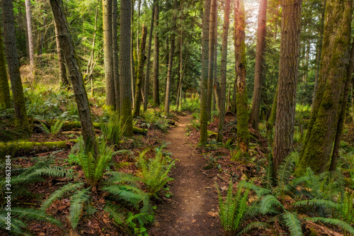 Pacific Northwest Forest Trail. The Baker Preserve on Lummi Island, Washington. A beautiful small trail that leads to a magnificent viewpoint and is lined with ferns and evergreen trees. © LoweStock