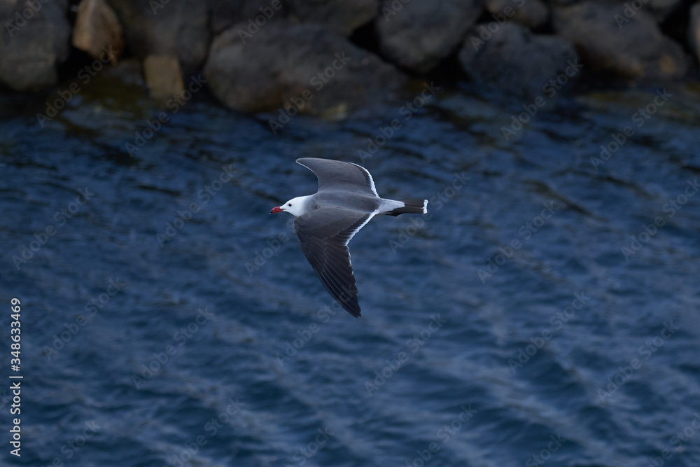 Seagulls and Albatross flying top view over ocean Seagulls and Albatross flying top view over ocean