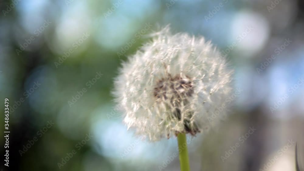 Faded dandelions die on a sunny day. Swinging in the wind. Macro video Faded dandelions die on a sunny day. Swinging in the wind. Macro video
