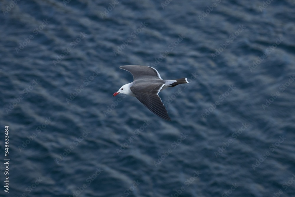 Seagulls and Albatross flying top view over ocean Seagulls and Albatross flying top view over ocean