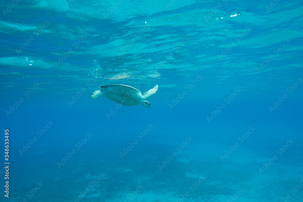 Fototapeta premium Sea turtle swimming off the coast of Saint Thomas Island 