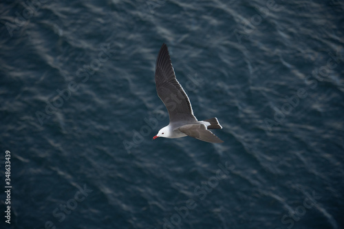 Seagulls and Albatross flying top view over ocean 