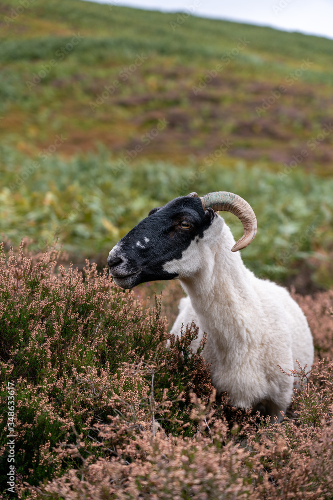 Sheep in the English countryside - Peak district Sheep in the English countryside - Peak district