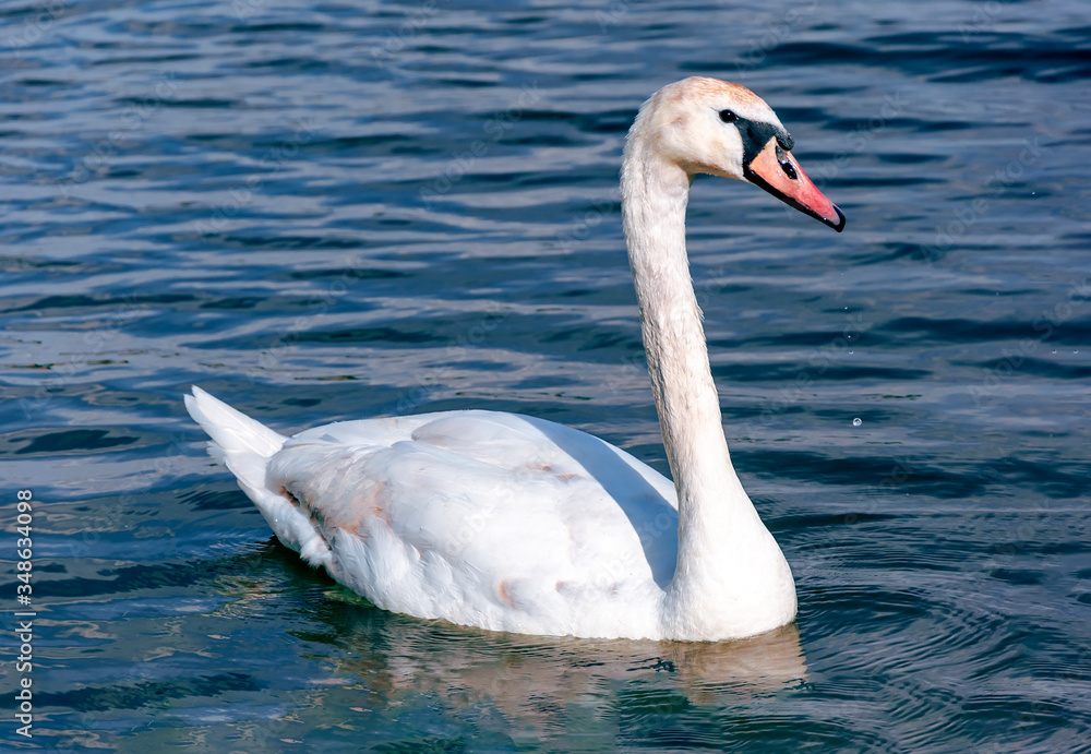 Beautiful mute swan cygnus olor swimming on lake Beautiful mute swan cygnus olor swimming on lake