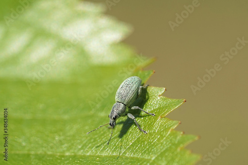 Grünrüssler Käfer auf einen Blatt © Revilo Lessen