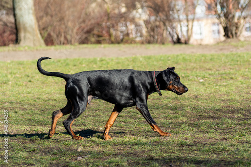 Dog playing in the park