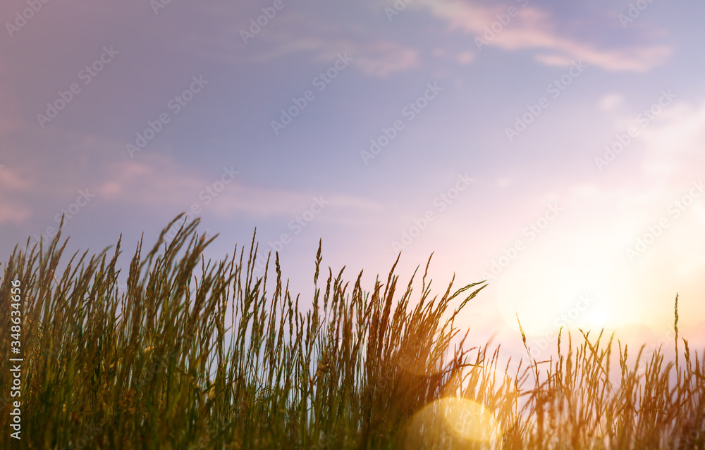 art abstract  summer background with fresh grass against sunset sky background - obrazy, fototapety, plakaty 
