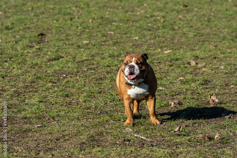 Dog playing in the park