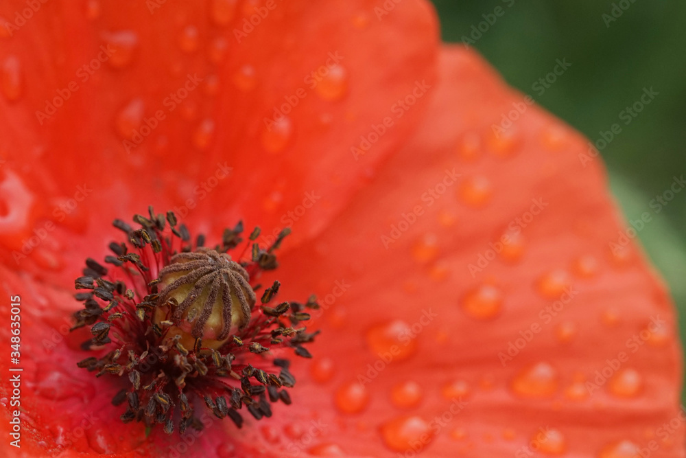 Nahansicht einer Mohnblume mit Regentropfen Nahansicht einer Mohnblume mit Regentropfen