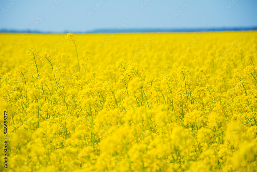 Rapeseed field in summer on blue sky background Rapeseed field in summer on blue sky background
