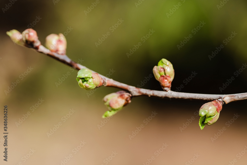 Twig with young blossoming leaves in the spring. Young tree growing at the spring. The buds have bloomed. Close-up. Copy space. Ecological and birth concept. Buds bloom on a tree. Selective focus. Twig with young blossoming leaves in the spring. Young tree growing at the spring. The buds have bloomed. Close-up. Copy space. Ecological and birth concept. Buds bloom on a tree. Selective focus.