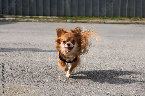 cute smiling chihuahua dog running along the road