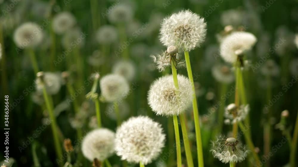 Faded dandelions die on a sunny day. Swinging in the wind. Macro video Faded dandelions die on a sunny day. Swinging in the wind. Macro video