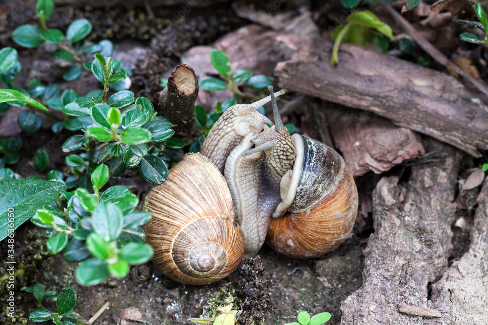 Two Burgundy snail (Helix pomatia) matting on a natural background Two Burgundy snail (Helix pomatia) matting on a natural background