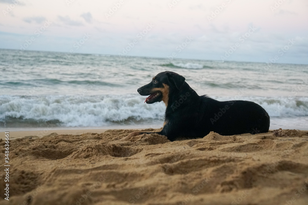 A black dog on the beach in a tropical country during the sunset 