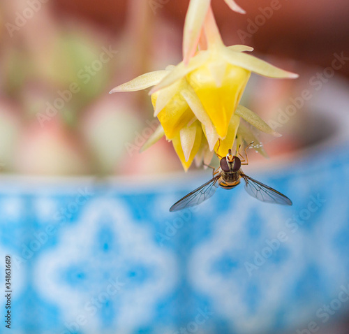 close up of a hoverfly (syrphidae) on a yellow echeveria pulidonis blossom with beautiful blurred bokeh background photo