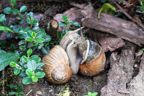 Two Burgundy snail (Helix pomatia) matting on a natural background