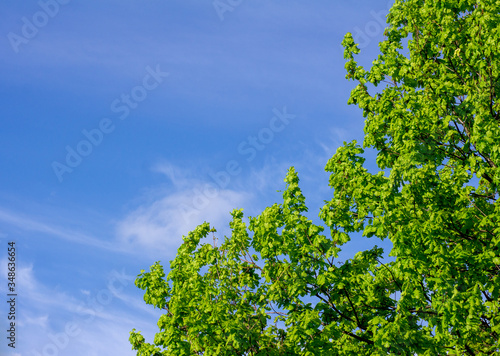 Green tree. A bright oak tree against a blue sky.