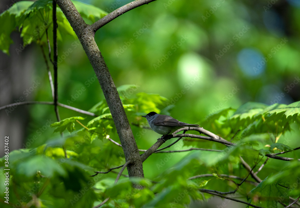 beautiful vibrant forest birds in the wild in the forest beautiful vibrant forest birds in the wild in the forest