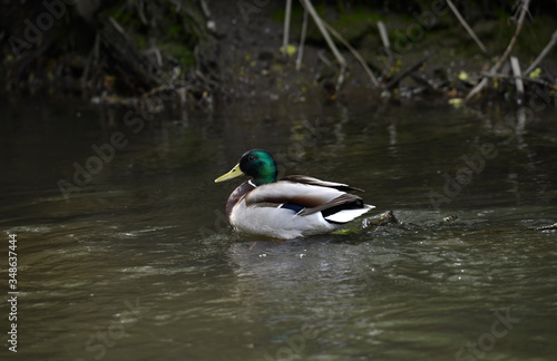 broad-nosed ducks on the river in natural conditions