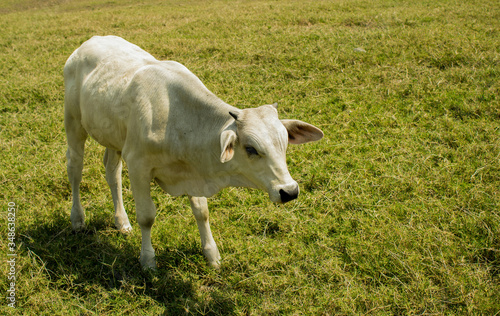 Cow in grass field