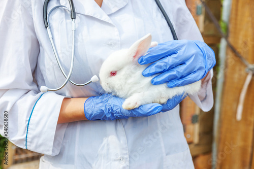 Fototapeta Naklejka Na Ścianę i Meble -  Happy young veterinarian woman with stethoscope holding and examining rabbit on ranch background. Bunny in vet hands for check up in natural eco farm. Animal care and ecological farming concept.