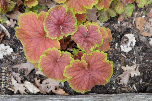 Heuchera hybr. (Delta Dawn), 2020 photo