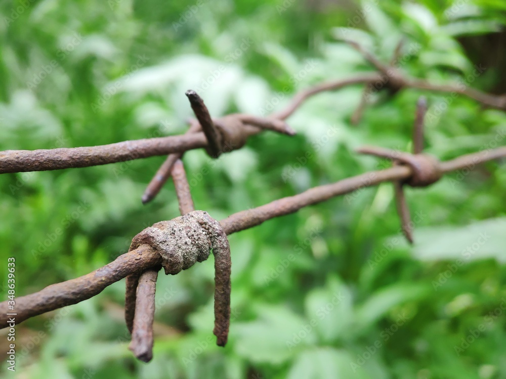 Rusty barbed wire on a background of green grass and wild flowers. Concept for migration, old prison or freedom, wars. Rusty barbed wire on a background of green grass and wild flowers. Concept for migration, old prison or freedom, wars.