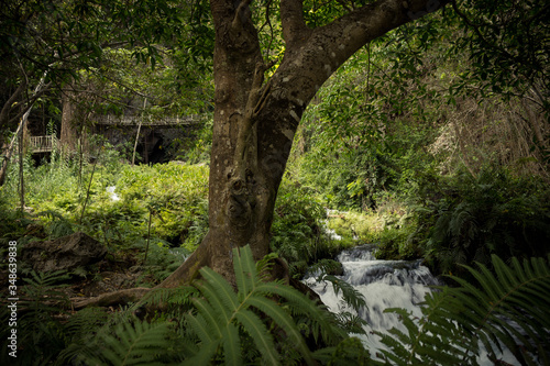 Fototapeta Naklejka Na Ścianę i Meble -  Tree in stream shore, middle of green foliage