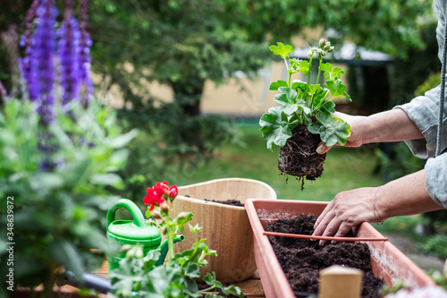 Fotografie Planting geranium flowers into flowerpot in garden