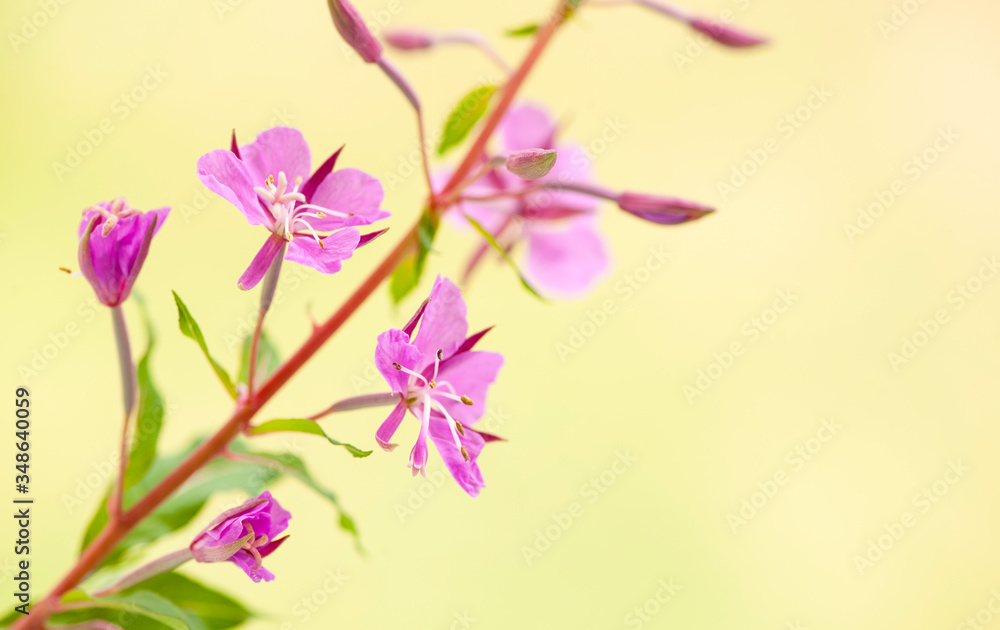 Fototapeta premium Fireweed flowers .